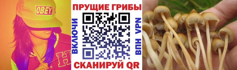 Псилоцибиновые грибы прущие грибы  blacksprut ONION  Валуйки  цена наркотик 